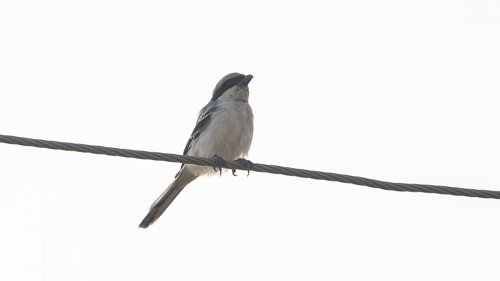 Southern Grey Shrike
